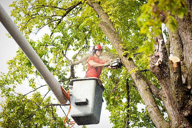 Best Affordable Tree Service  in Hoquiam, WA